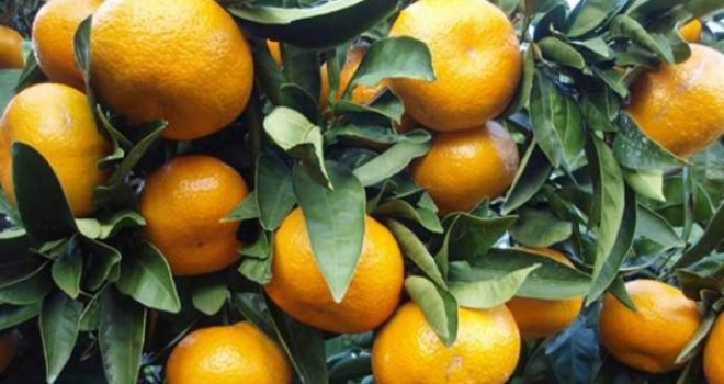 NARENCİYE ÜRETİCİLERİ BİRLİĞİ’NDEN ÜRETİCİLERE YÖNELİK SEMİNER