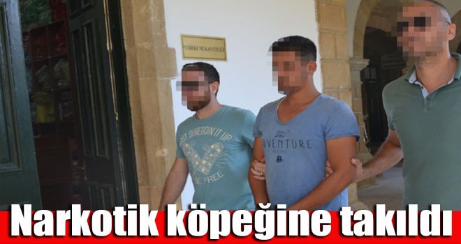 Narkotik köpeğine takıldı