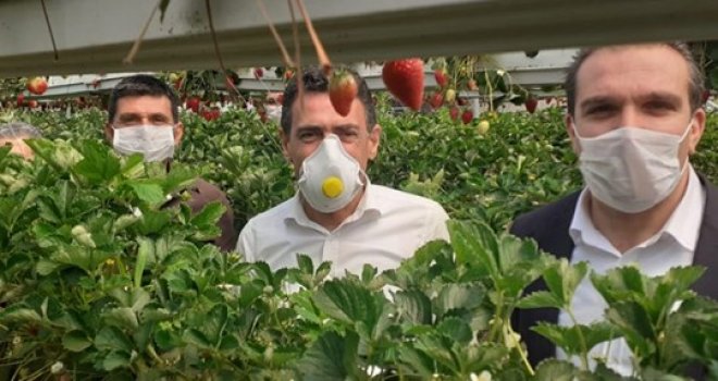 Oğuz: Çileğin üretimi ve pazarlanmasında sorun yok