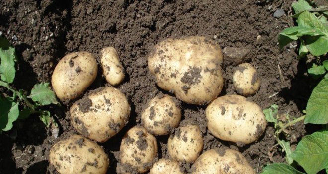 Patates ekimi başvuruları 9 Ekim’e kadar