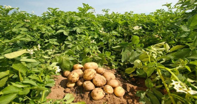 Patates üreticileri isyan etti: Bu yıl iflas bayrağını çekeceğiz