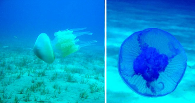 ‘Sıcaklıkların bir anda artmasıyla denizanaları aşırı çoğaldı’