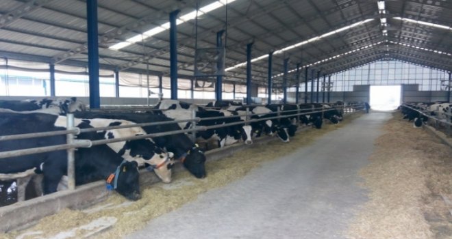 SÜTEK ile Hayvancılık Dairesi, Değirmenlik’te eğitim çalışması düzenliyor