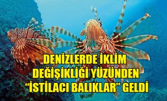 Denizlerde iklim değişikliği yüzünden “istilacı balıklar” geldi