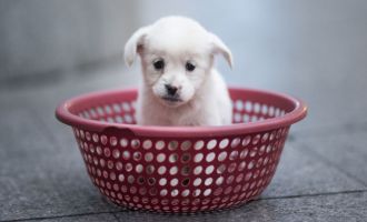 İnsanların ilgisini çekebilmek için evrimleşmişler: Köpekler, üzgün bakışlarını zamanla edinmiş