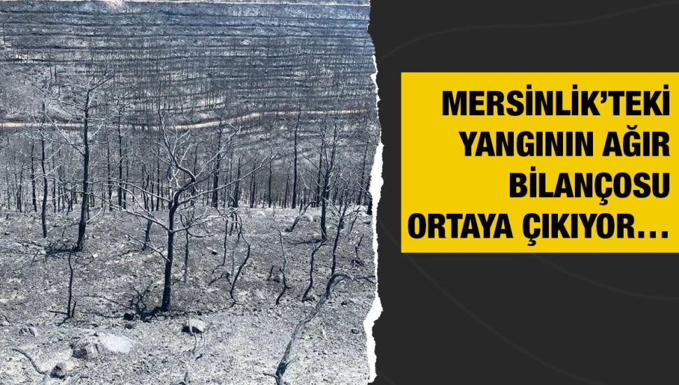 Mersinlik’te yaklaşık 600 bin ağaç yandı!