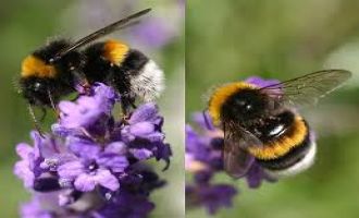 SERALARINDA BOMBUS ARISI KULLANAN ÜRETİCİLERİN ÖDEMELERİ YATIRILDI