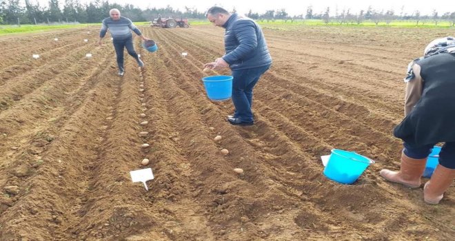 YENİ TÜR PATATESLER TÜRKMENKÖY’DE DENENİYOR