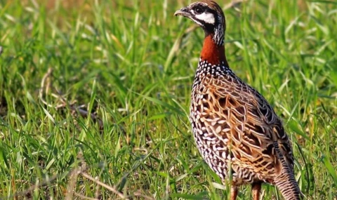 Dipkarpaz’da yasaklı turaç kuşunu avlayan şahsa 5 asgari ücret ceza