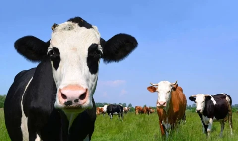 Şap hastalığıyla mücadele açıklaması: Karantina ve hareket kısıtlamaları sürüyor