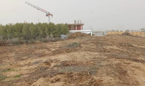 Yeşil Barış Hareketi: İskele’de denize sıfır 21 dönüm orman rant uğruna yok ediliyor