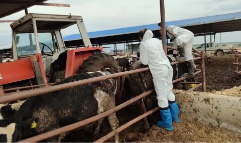 Güney Kıbrıs'ta şap görülen çiftlik sayısı 22’ye yükseldi