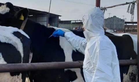 Güney Kıbrıs'ta şap hastalığı bulaşan çiftlik sayısı 110’a yükseldi: Aşılama sürüyor